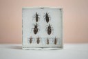 Chagas atinge 1,2 milhão de brasileiros; a maioria desconhece