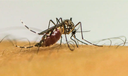 Com 6,3 milhões de casos prováveis, Brasil lidera ranking de dengue Com 6,3 milhões de casos prováveis, Brasil lidera ranking de dengue
