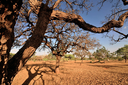 Combate à desertificação da Caatinga exige conhecimento, avaliam debatedores Combate à desertificação da Caatinga exige conhecimento, avaliam debatedores