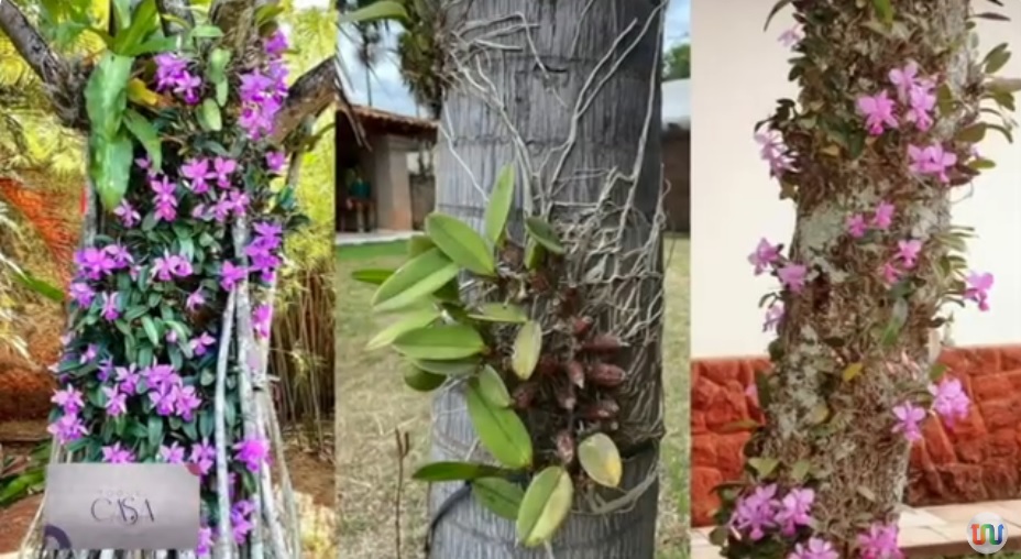 Como cuidar da sua orquídea e fazê-la florescer