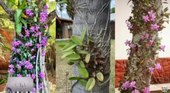 Como cuidar da sua orquídea e fazê-la florescer