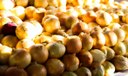Conab: cebola e tomate ficam mais baratos nas Ceasas