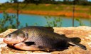 Consumo de pescado cresce 65% no Brasil desde 2004