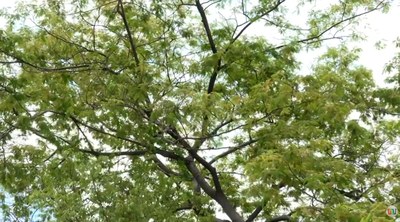 Crescimento urbano em Teresina exige rigor ambiental e reforça importância da arborização