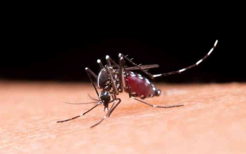 Dengue: mitos e verdades sobre o Aedes aegypti