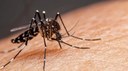 Dia D contra dengue promove ações de conscientização em todo o Brasil