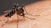 Dia D contra dengue promove ações de conscientização em todo o Brasil