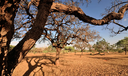 Dia do Meio Ambiente destaca ações de enfrentamento à desertificação Dia do Meio Ambiente destaca ações de enfrentamento à desertificação