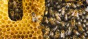 Dia Mundial da Abelha alerta sobre perda de biodiversidade