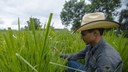 Dia Mundial do Solo: desafios e impactos na agricultura global