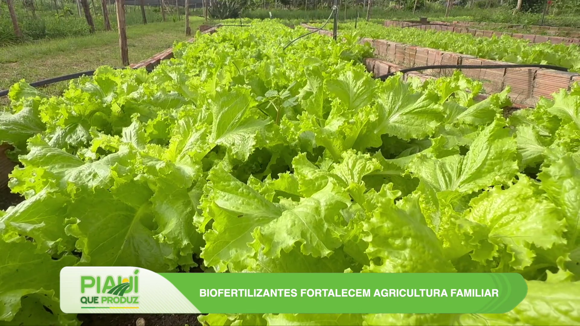 Do campo à inovação: veja o que foi destaque no Programa Piauí deste domingo (29)