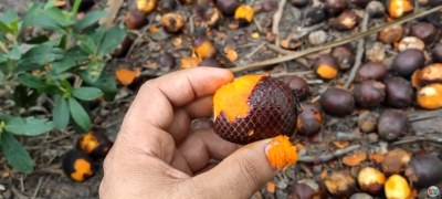 Doce de buriti do Piauí ganha destaque e deve receber selo de identificação artesanal do Governo Federal