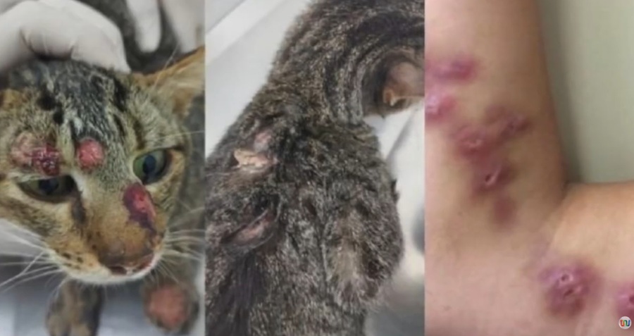 Esporotricose passa a ter notificação obrigatória e alerta para cuidados com gatos infectados