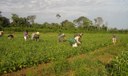 FAO: Trabalhadoras do campo recebem 20% a menos que os homens