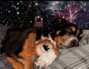 Fogos: 10 dicas para proteger o seu cachorro do barulho