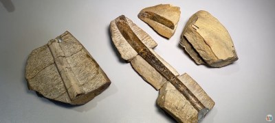 Fósseis de pterossauros são identificados pela primeira vez no Piauí