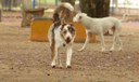 Governo cria grupo de trabalho para proteção dos direitos animais