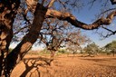 Governo vai criar 12 unidades de conservação na Caatinga Governo vai criar 12 unidades de conservação na Caatinga