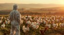 Gripe aviária: Brasil investiga 12 casos suspeitos em aves domésticas e silvestres; não há restrição de consumo
