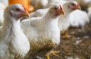 Gripe aviária: tire suas dúvidas sobre doença que afeta aves