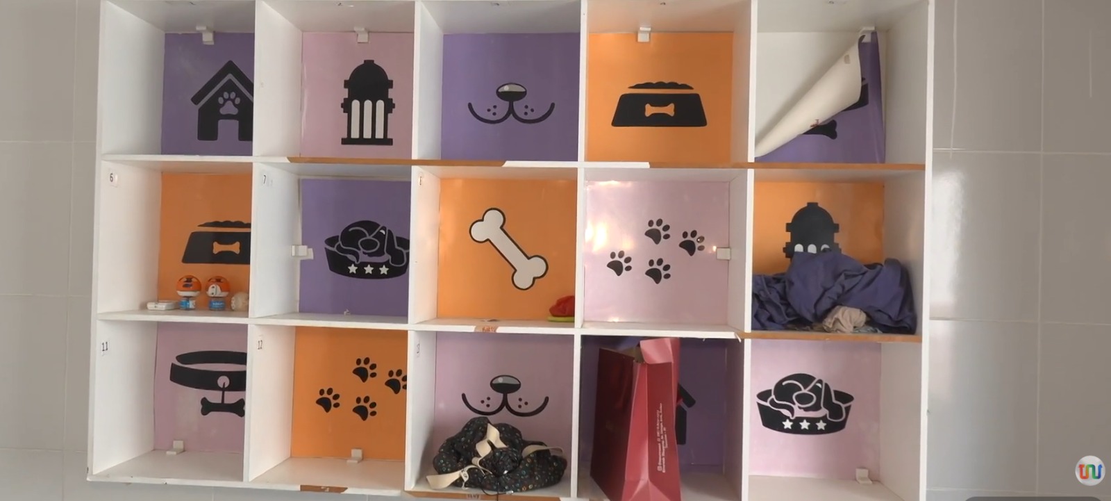 Hotéis para pets ganham espaço e exigem atenção redobrada dos tutores