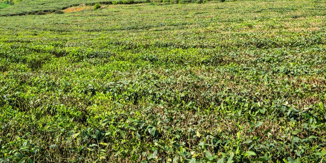 Invasões de terra cresceram 213% no ano passado