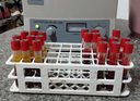 Laboratório Federal comprova que não há circulação do vírus da febre aftosa no Piauí Laboratório Federal comprova que não há circulação do vírus da febre aftosa no Piauí