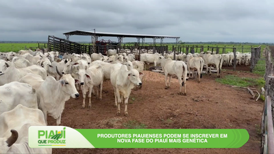 Milho, genética e inovação marcaram o programa Piauí que Produz deste domingo (15)