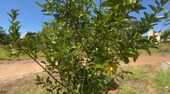 Mudanças climáticas desafiam agricultura familiar e mobilizam debate por soluções no Piauí