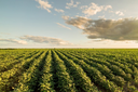 Mudanças climáticas podem afetar agronegócio a longo prazo Mudanças climáticas podem afetar agronegócio a longo prazo