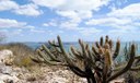 Mudanças climáticas podem gerar perda de espécies na Caatinga