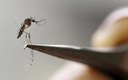 Número de mortes por dengue triplica no Brasil em 2022