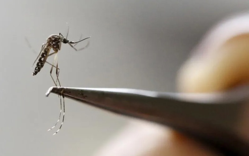 Número de mortes por dengue triplica no Brasil em 2022