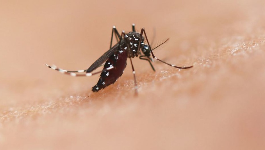 Opas quer conter mosquito no combate a dengue, zika e chikungunya