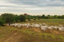 País recebe status internacional como livre de febre aftosa sem vacina