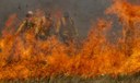 Pantanal acumula em 12 meses mais de 9 mil focos de incêndio Pantanal acumula em 12 meses mais de 9 mil focos de incêndio
