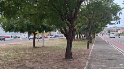 Parnaíba investe em arborização para melhorar qualidade de vida e preservar o meio ambiente