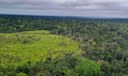 Perda de florestas tropicais primárias aumentou 15% no Brasil
