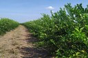 Piauí poderá expandir produção e comercialização de frutas cítricas com aprovação de portaria federal