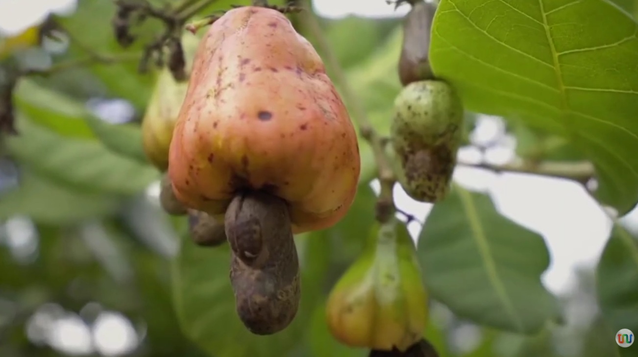 Piauí que Produz destaca ações no campo, desafios hídricos e inovação agrícola no estado