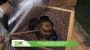 Piauí que Produz destaca atrativo para abelhas sem ferrão Piauí que Produz destaca atrativo para abelhas sem ferrão