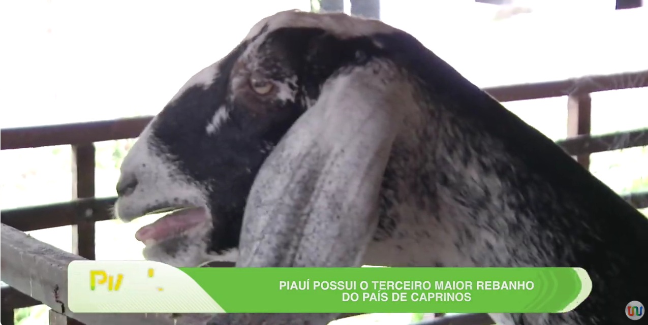 Piauí que Produz destaca crescimento da ovinocaprinocultura no estado