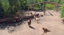 Piauí que Produz destaca feijão BRS verdejante e capacitação em criação de galinha caipira