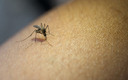 Piauí segue com redução de casos de dengue, zika e chikungunya Piauí segue com redução de casos de dengue, zika e chikungunya