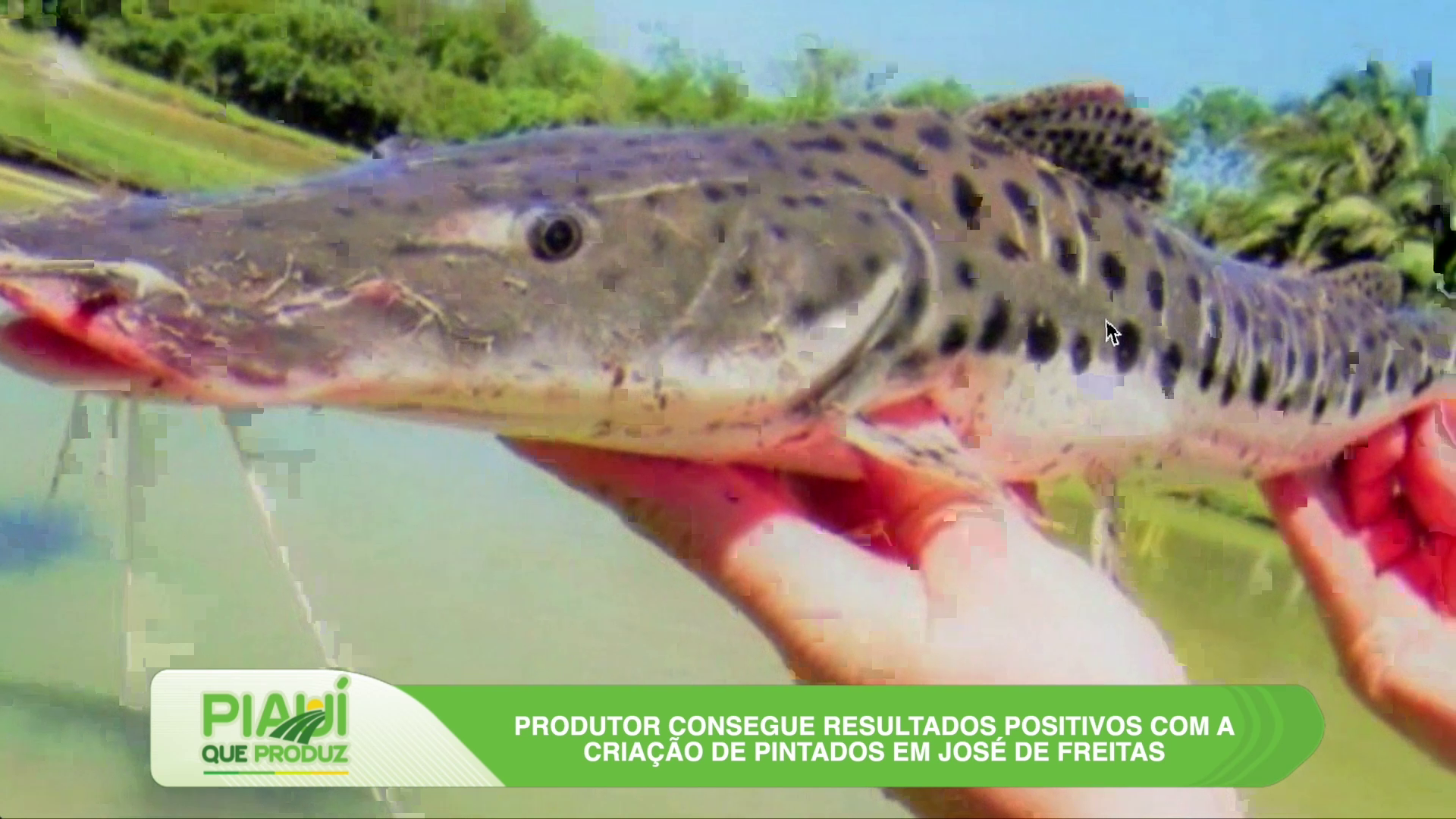 Piscicultura impulsiona renda no campo e ganha destaque no Piauí que Produz