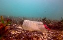 Plástico mata 1 em cada 10 animais marinhos no Brasil