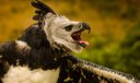 Plataforma faz alerta sobre espécies em risco de extinção no país