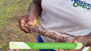 Programa Piauí que Produz destaca pragas em hortas e cultivo da banana prata pudim
