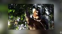 Raiva humana volta a acender alerta no Piauí após nova morte