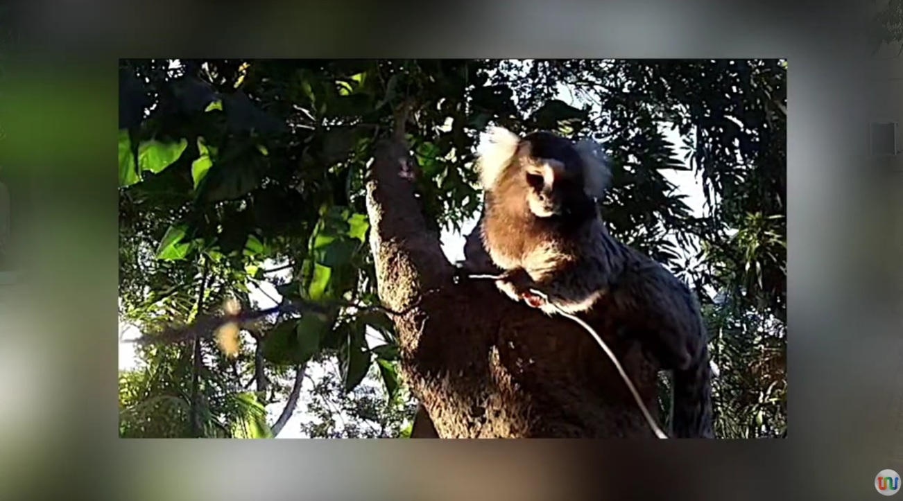Raiva humana volta a acender alerta no Piauí após nova morte